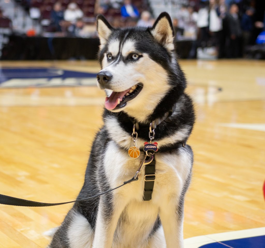 image of a husky dog